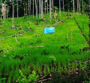 Memoles Butur Sebagai Destinasi Agrowisata Setelah Kota Malang
