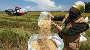 Semangat Petani Kolaka, Panen Padi di Tengah Pandemi Corona