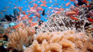Potensi Ekonomi Maritim Indonesia Diprediksi Capai Rp 1,33 Triliun per Tahun