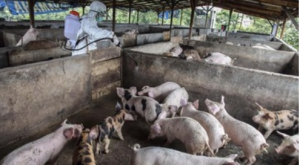 Kemenkes Pantau Potensi Penularan Flu Babi ke Manusia