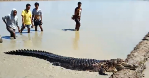 Bikin Kaget ! Buaya Raksasa Muncul di Sawah Warga Ladongi
