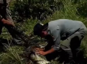 Disangka Ikan, Seekor Buaya Muncul di Pemukiman Warga Lapulu