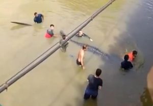 Hiu Paus ‘Tutul’ 4,5 Meter Terdampar di Sungai Kambu, Berikut Penjelasan BKSDA