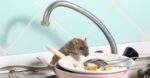 5 Bahan Alami Mengusir Usir Tikus yang Ampuh, Kopi hingga Kulit Telur