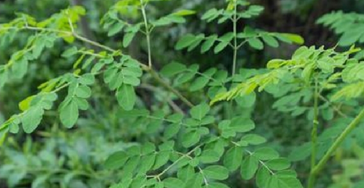 Daun kelor
