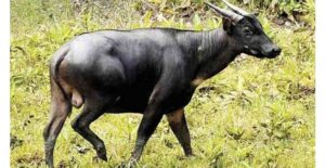 Daftar Hewan Khas Pulau Sulawesi