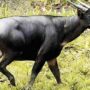 Anoa dataran rendah