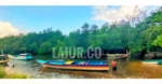 Buah Manis Ikhtiar Merawat Hutan Mangrove di Pesisir Buton