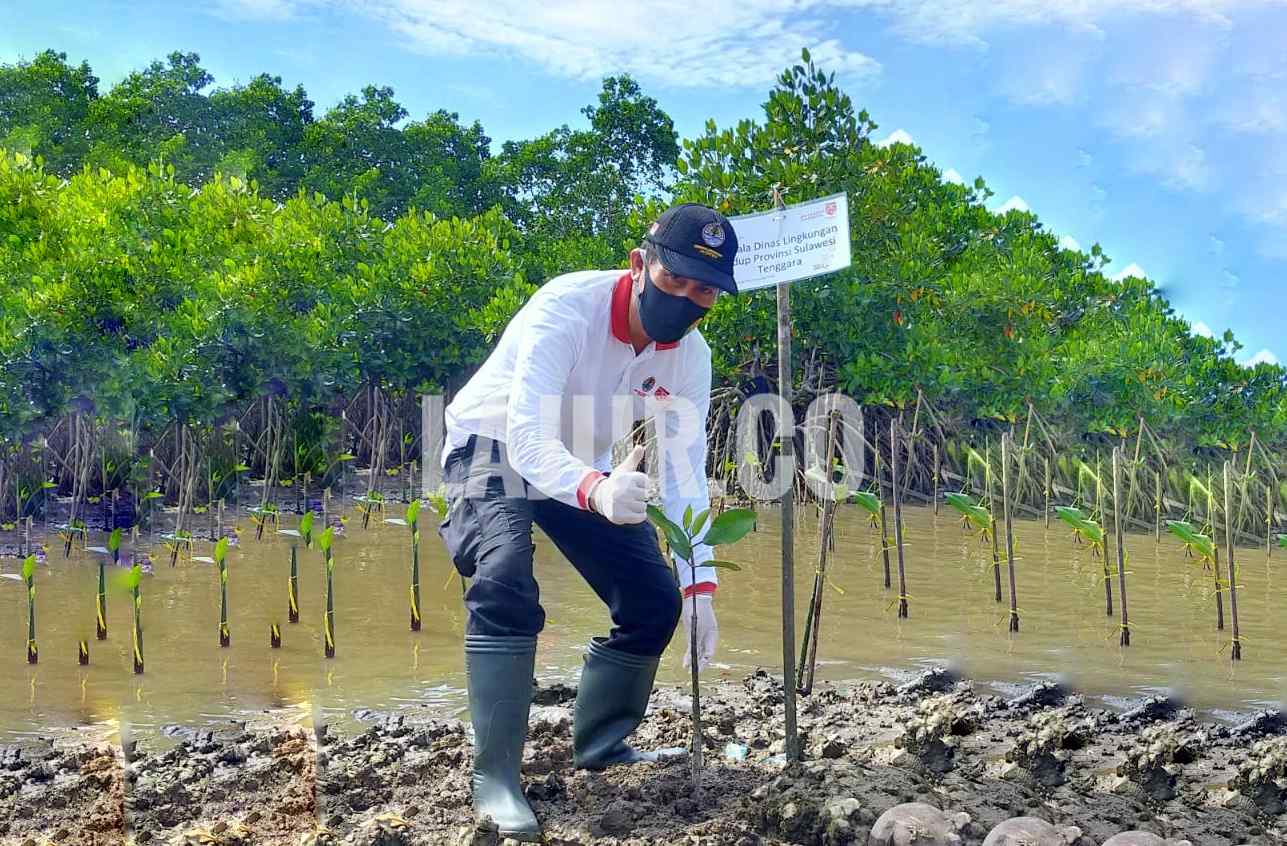 Penanaman mangrove oleh Kepala DLH Sultra, Ansar. Langkah DLH Sultra ini adalah bagian edukasi peran mangrove dalam hal ketahanan mitigasi dan adaptasi nasional terhadap perubahan iklim.