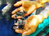 Dua ekor tukik yang menetas dari program konservasi penyu nelayan PAAP di Pantai Koguna Desa Mopaano Kabupaten Buton.