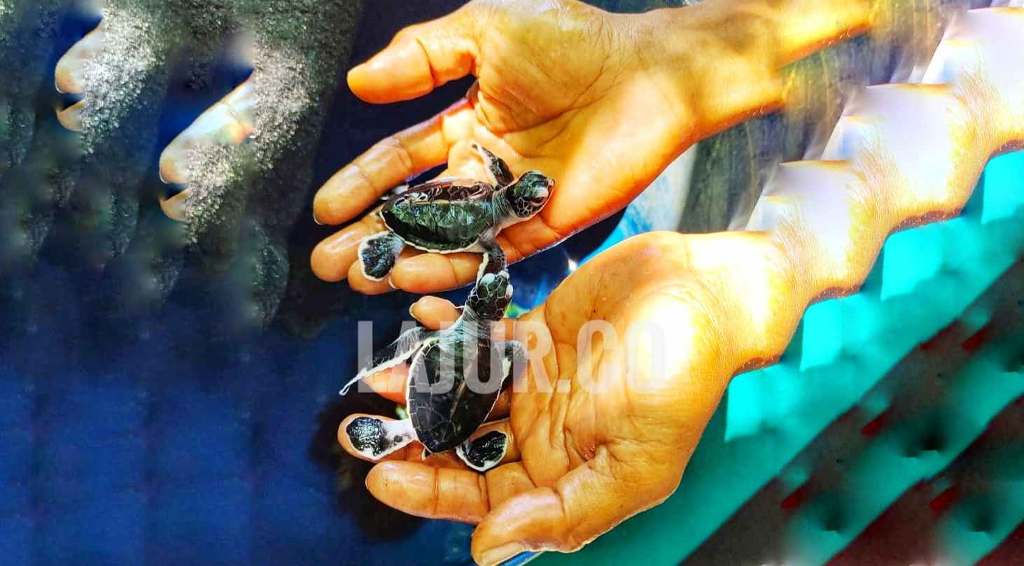 Dua ekor tukik yang menetas dari program konservasi penyu nelayan PAAP di Pantai Koguna Desa Mopaano Kabupaten Buton.