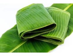 Manfaat Lain Daun Pisang Selain Sebagai Bungkus Makanan