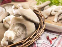 7 Manfaat Jamur Tiram untuk Kesehatan