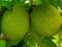5 Manfaat Buah Sukun untuk Kesehatan