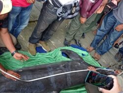 Air Teluk Kendari yang Keruh Jadi Penyebab Lumba-lumba Kesasar Lalu Mati
