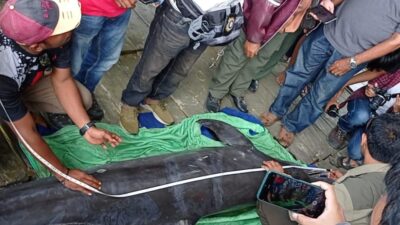 Air Teluk Kendari yang Keruh Jadi Penyebab Lumba-lumba Kesasar Lalu Mati