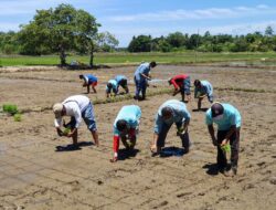 Kolaka Tanam Perdana Padi Organik Program Kemitraan PT Vale