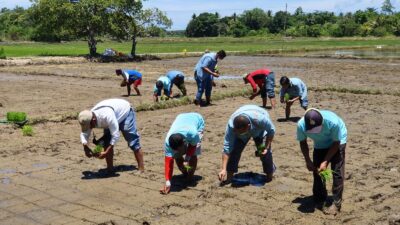 Kolaka Tanam Perdana Padi Organik Program Kemitraan PT Vale