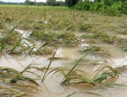 Ratusan Hektar Sawah dan Rumah Warga di Baubau Terendam Banjir