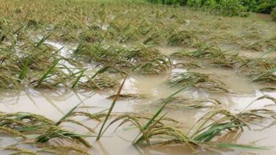 Ratusan Hektar Sawah dan Rumah Warga di Baubau Terendam Banjir