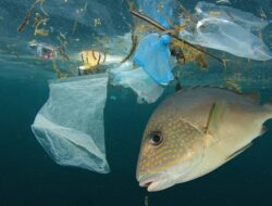 386 Spesies Ikan Makan Sampah Plastik, Termasuk yang Sering Dikonsumsi Manusia
