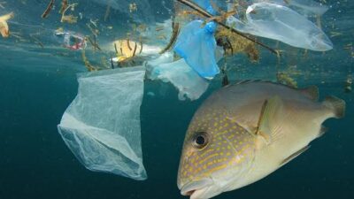 386 Spesies Ikan Makan Sampah Plastik, Termasuk yang Sering Dikonsumsi Manusia