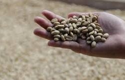 7 Kopi Termahal di Dunia, Salah Satunya Kopi Luwak Indonesia