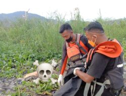 Jasad Kakek yang Diterkam Buaya di Koltim Ditemukan, Begini Kondisinya