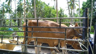 10 Ekor Sapi Kurban Disumbang PT GKP ke Masyarakat Sekitar Tambang