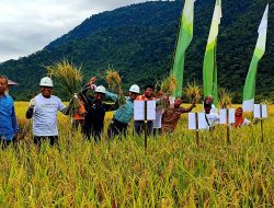 Sukses Panen Raya, Petani Lain Tertarik Kloning Program Pertanian Padi SRI Organik Digagas PT Vale