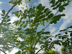 Kaya Akan Kandungan Vitamin, Berikut Manfaat Daun Kelor Untuk Kesehatan