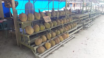 Menikmati Sensasi Wisata Durian di Pinggir Laut Kawasan Masjid Al – Alam Kendari