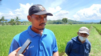 Begini Tanggapan Petani Soal Intensifikasi Beras Organik Inovasi PT Vale di Kolaka