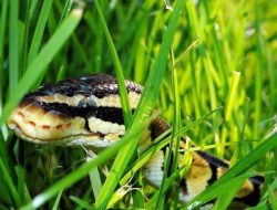 7 Tanaman yang Ampuh Mengusir Ular dari Pekarangan Rumah