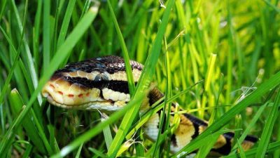 7 Tanaman yang Ampuh Mengusir Ular dari Pekarangan Rumah
