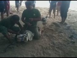 BKSDA Evakuasi Buaya 2,5 Meter yang Nyangkut di Jaring Sero Nelayan Pesisir Kolono Timur