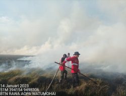 37 Hektar Savana di Rawa Aopa Watumohai Ludes Terbakar, Taman Nasional Perketat Pengawasan
