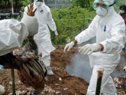 Kasus Flu Burung, Kemenkes Minta Perketat Kedatangan dari Luar Negeri