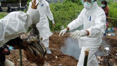 Kasus Flu Burung, Kemenkes Minta Perketat Kedatangan dari Luar Negeri