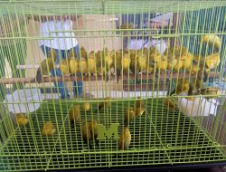 Tim BKSDA Gagalkan Upaya Penyelundupan 64 Ekor Burung Endemik Asal Wakatobi