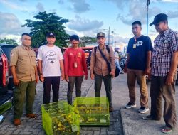 BKSDA Lepasliarkan Burung Kacamata Endemik Wakatobi Hasil Sitaan Satwa Selundupan