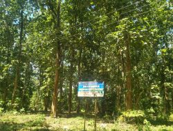Hutan Jati Matakidi Mubar Bakal Dijadikan Kawasan Tahura