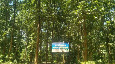 Hutan Jati Matakidi Mubar Bakal Dijadikan Kawasan Tahura