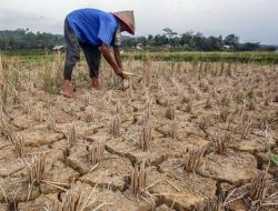 Puncak Kemarau Mundur, BMKG Prediksi Wilayah yang Bisa Hadapi Cuaca Lebih Panas