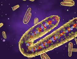 Pakar Sarankan RI Karantina Pelaku Perjalanan dari Afrika, Awasi Virus Marburg