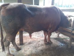 Sapi Limousin Asal Konsel Bakal Jadi Hewan Kurban Presiden Jokowi di Sultra