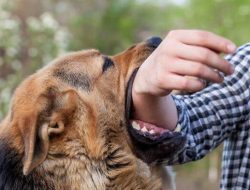 Waspadai Gejala Rabies pada Manusia, Segera ke RS Jika Mengalami Tanda Ini