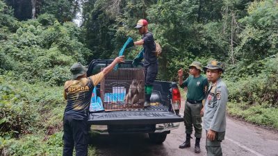 Sambut Hari Lingkungan Hidup Sedunia, BKSDA Sultra Lepasliarkan Monyet Endemik Pulau Buton