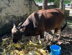 Polresta Kendari Bakal Sembelih Belasan Hewan Kurban, Pembagiannya Pakai Kupon