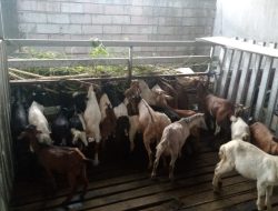 Harga Hewan Kurban Kambing dan Sapi di Kendari Naik 25 Persen Jelang Lebaran Haji